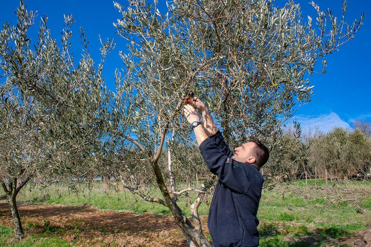 Rooms Agroturizam Romano 布耶 外观 照片